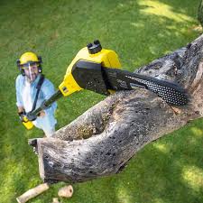 Best Stump Grinding and Removal  in Wadena, MN