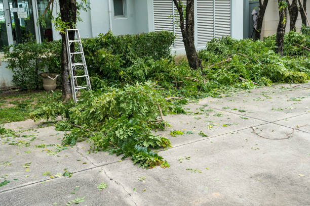 Best Palm Tree Trimming  in Wadena, MN