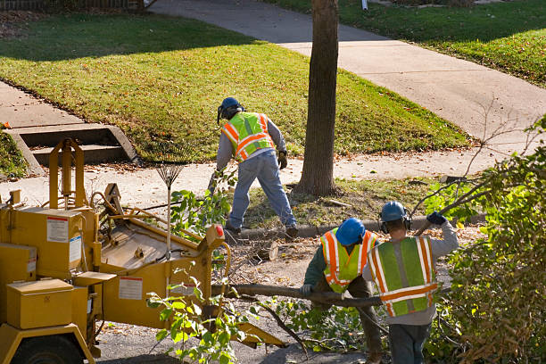 Best Utility Line Clearance  in Wadena, MN