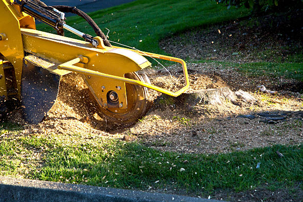 Best Aeration Services  in Wadena, MN