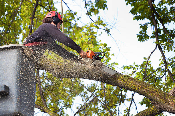 Best Seasonal Cleanup (Spring/Fall)  in Wadena, MN